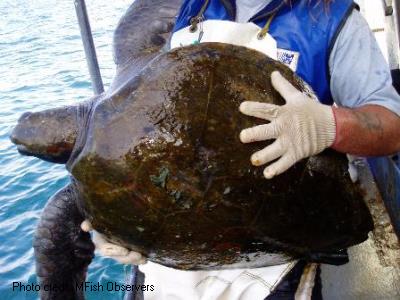 Green turtle being returned to water