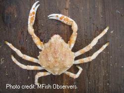 Giant Spider Crab (GSC)