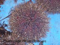 Kina, sea urchin