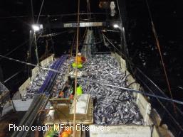 Hoki fishing in the Cook Strait