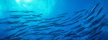 underwater view of school fish