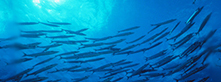 underwater view of school fish